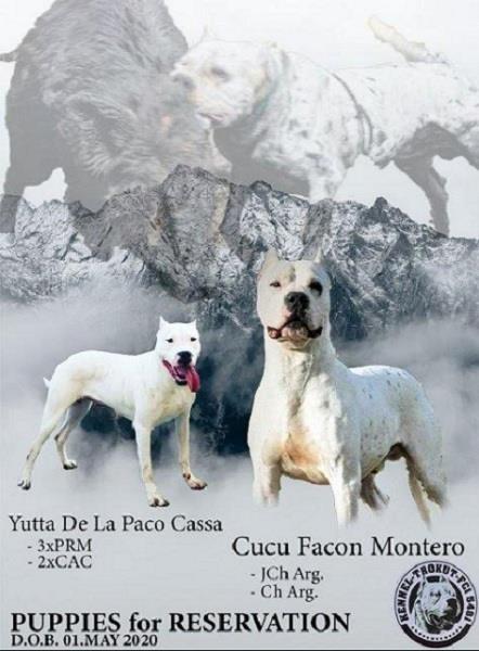 Dogo-Argentino--štenci