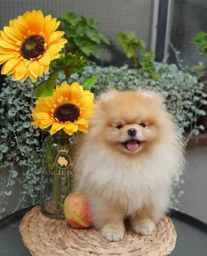 POMERANCI BOO