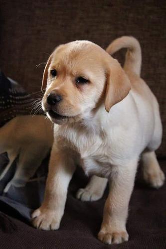 Labradori, stenad