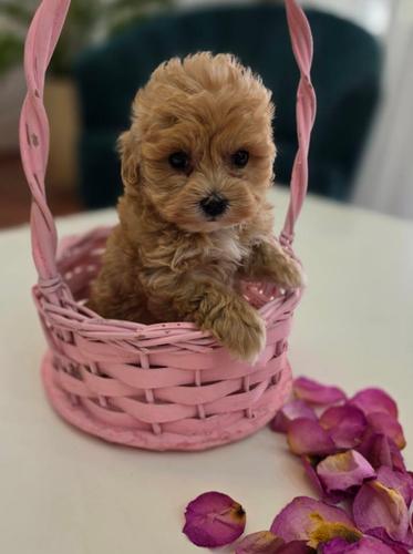 Preslatki maleni MALTIPOO stenci,