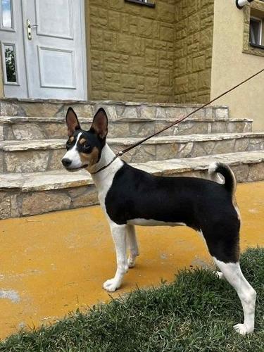 BASENJI štenci