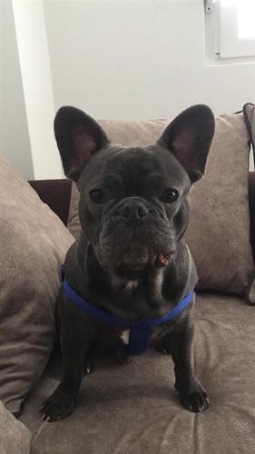 Franciski buldog