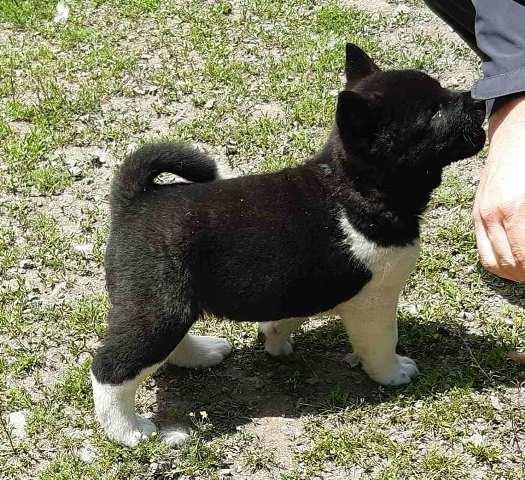 Američka Akita, štenci