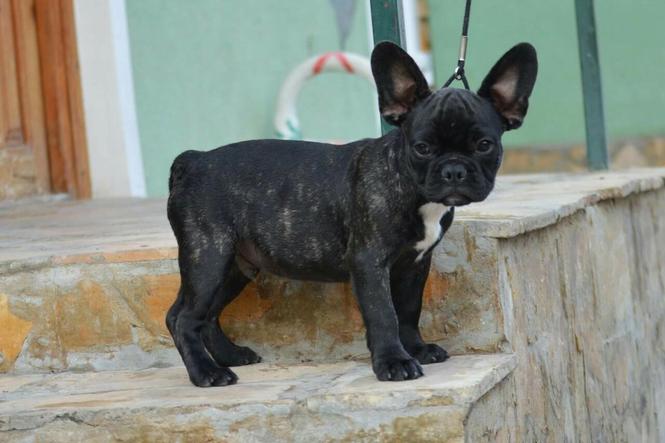 Francuski buldog štenci