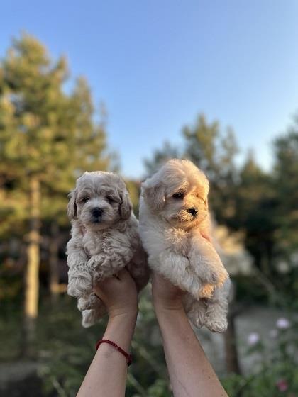 Maltipoo-stenci-