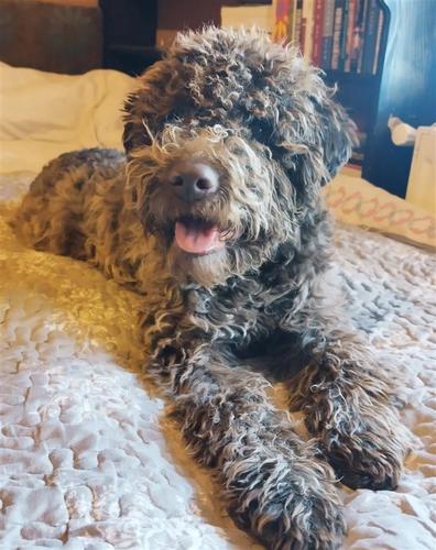 Lagotto Romagnolo stenci