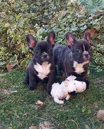 Francuski-buldog-štenci