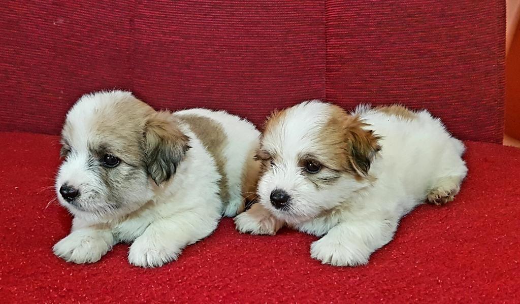 Coton-de-Tulear-Tulearski-pas