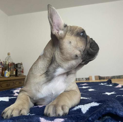 Francuski buldog