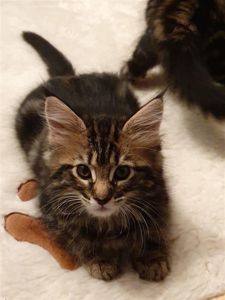 Prelepa-Maine-Coon-Kitten