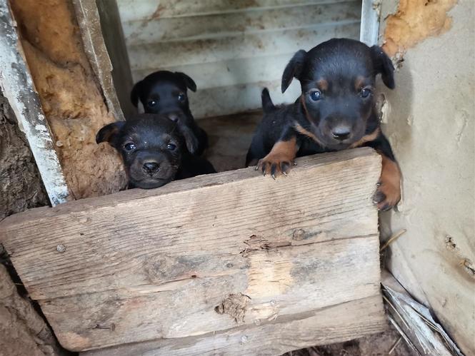 PRODAJA STENACA NJEMACKOG LOVNOG TERIJERA