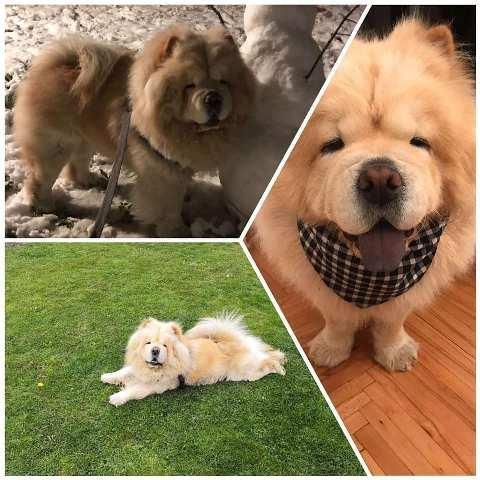 Cau-Cau--Chow-Chow--stenci