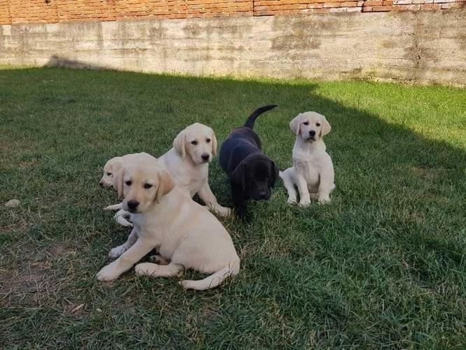Labrador retriver stenci vrhunskog porekla