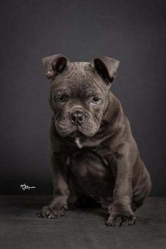 Amerikan bully 