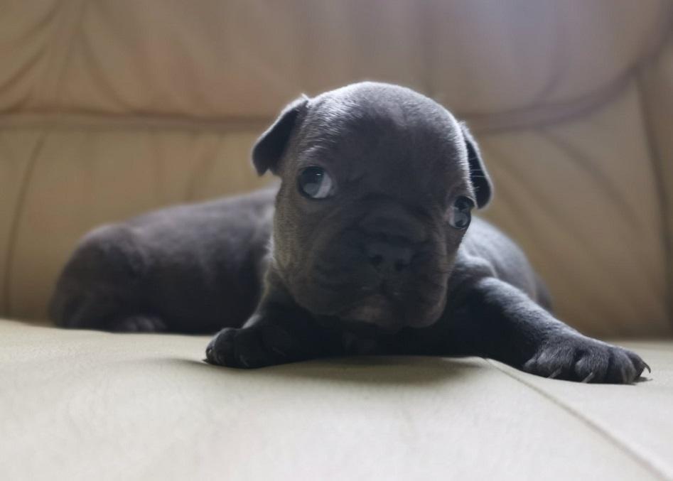 Francuski-buldog-Blue-i-Flafi-gen