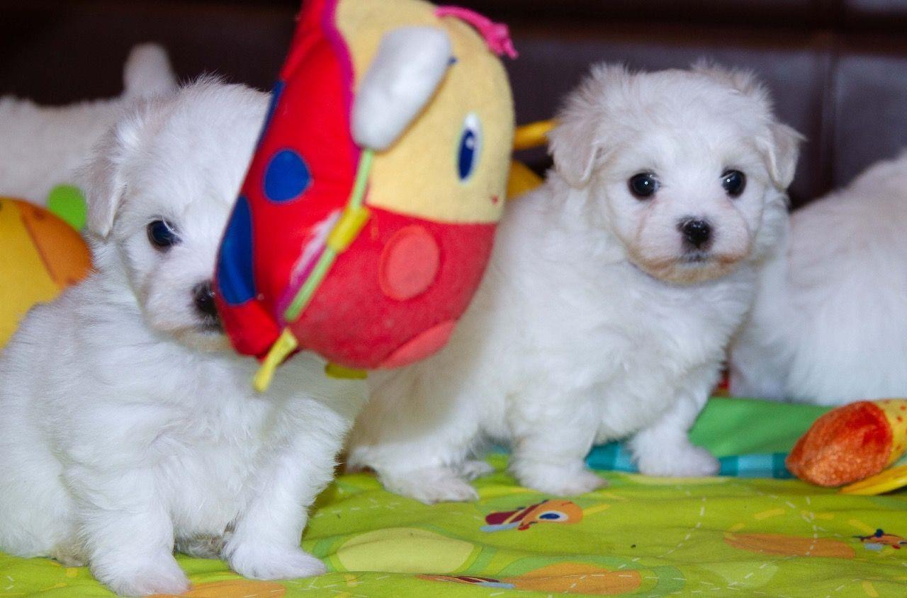 Lijepi-maltezi-Pups-potpuno-testirani-na-zdravlju