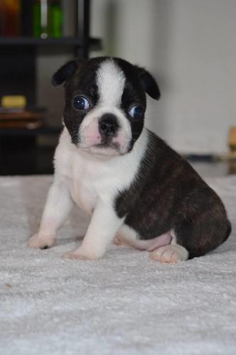 BOSTON terrier musko stene