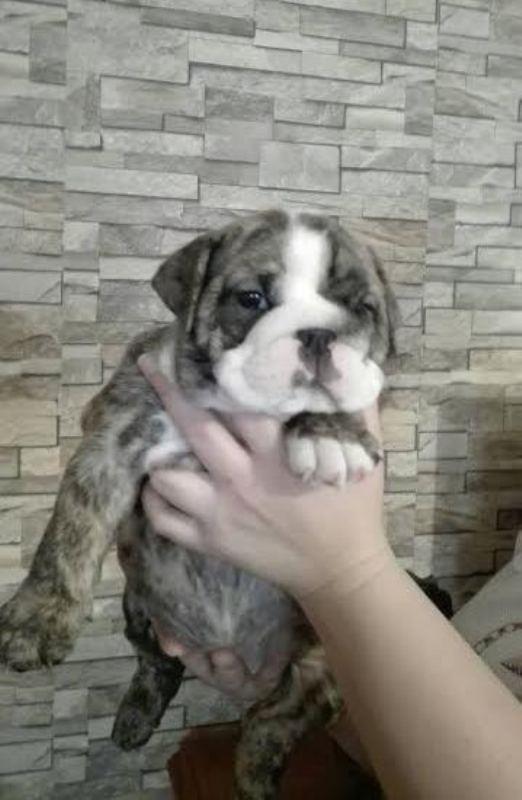Engleski-Buldog--vrhunsko-leglo-