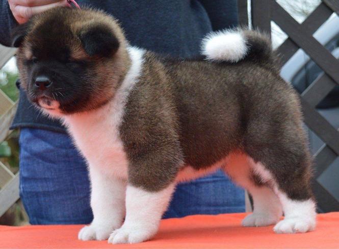Mashkull Dhe Femra Akitas