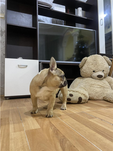 Francuski buldog