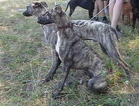 Whippet---mali-engleski-hrt