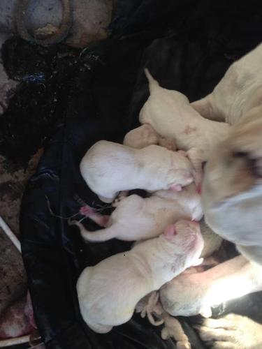 Dogo argentino