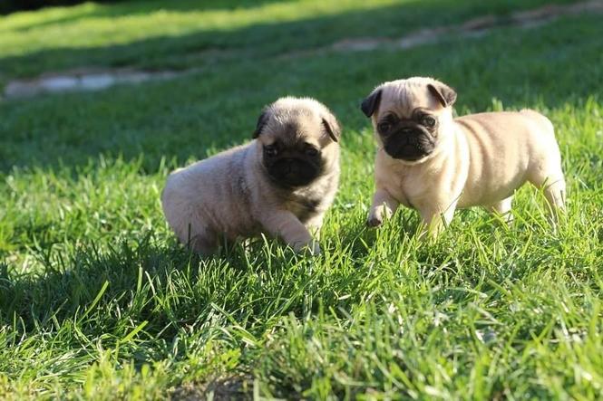 Mops