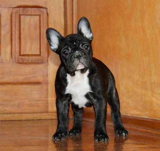 Francuski buldog zenka