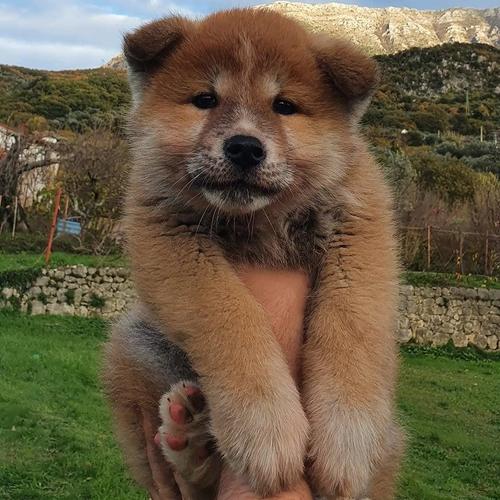 JAPANSKA AKITA