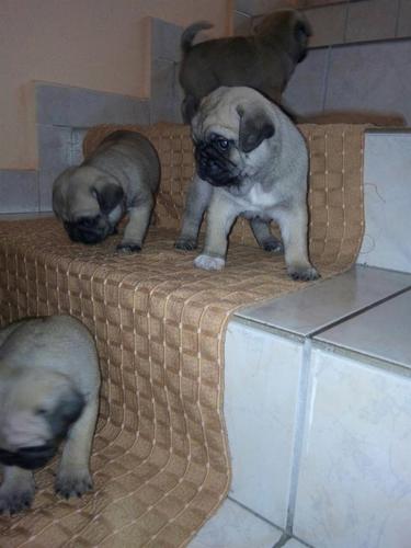 Mops stenci