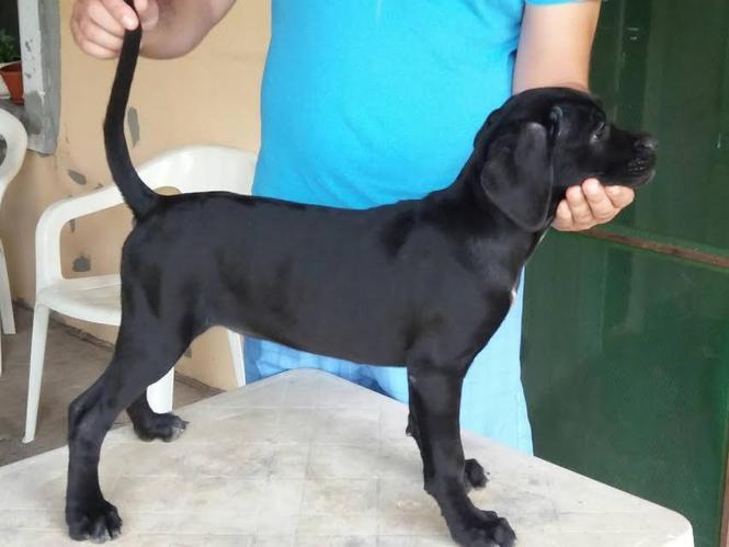 Cane Corso – RASPRODAJA 