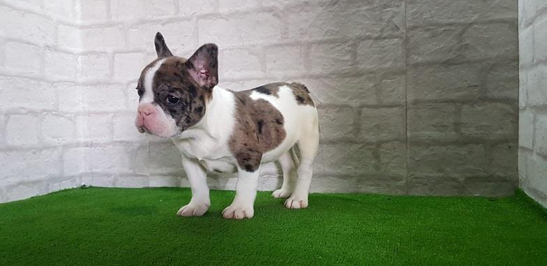 Francuski-buldog--merle-ženka