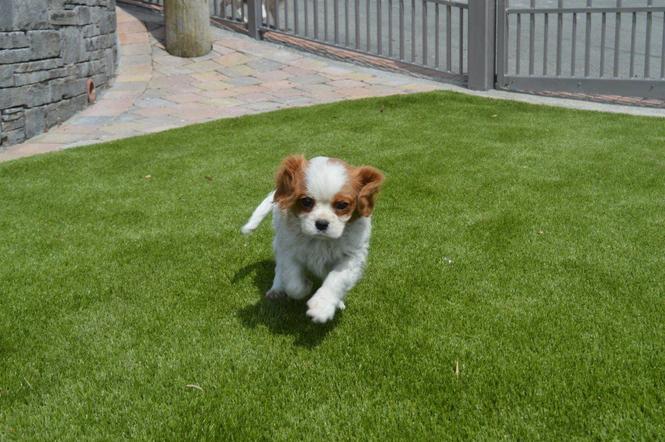 Kavalirski kralj Charles Puppies READY NOw