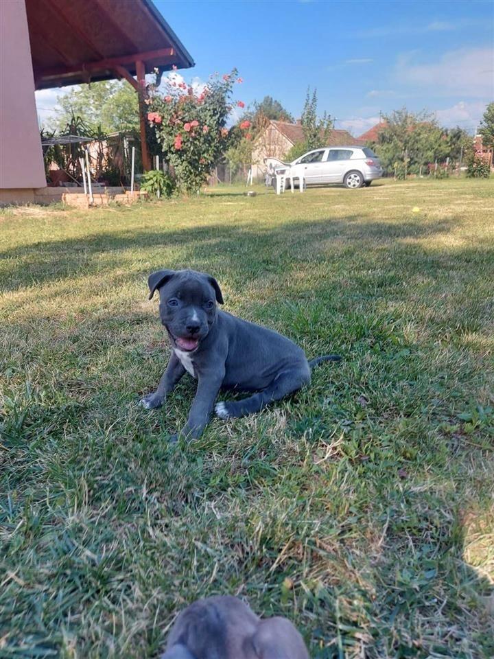 Pit-bull-blue-nose-štenci