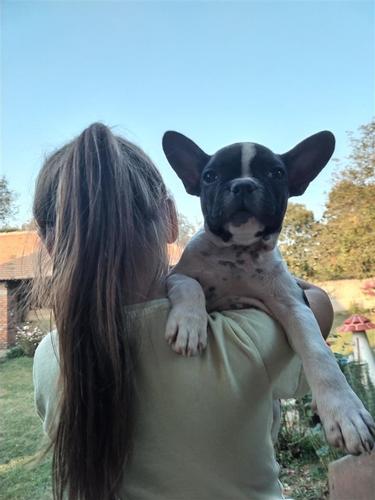 Francuski buldog 