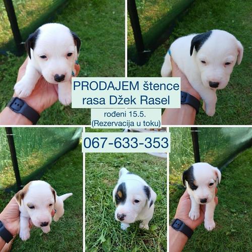 Prodajem štence Džek rasel terijera