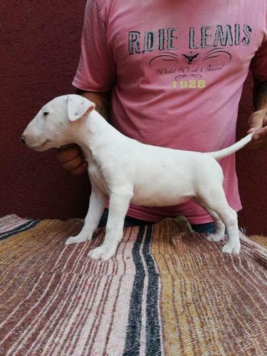 Bull terrier štenad šampionskog porekla