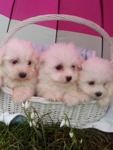 Coton de tulear tulearski pas