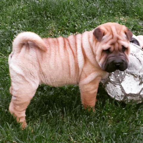 Shar-Pei-zenke