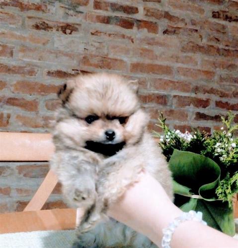 Pomeranski spic