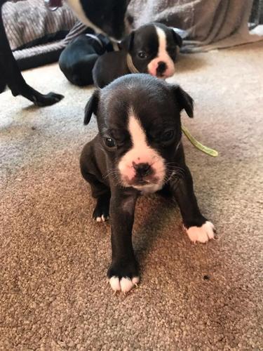 Terrier i bukur boston në dispozicion
