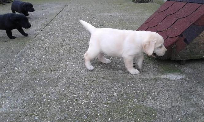 Labrador štenci šampionskog porekla