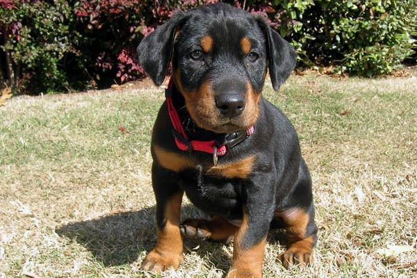 Registrirani štenad dobermanna.