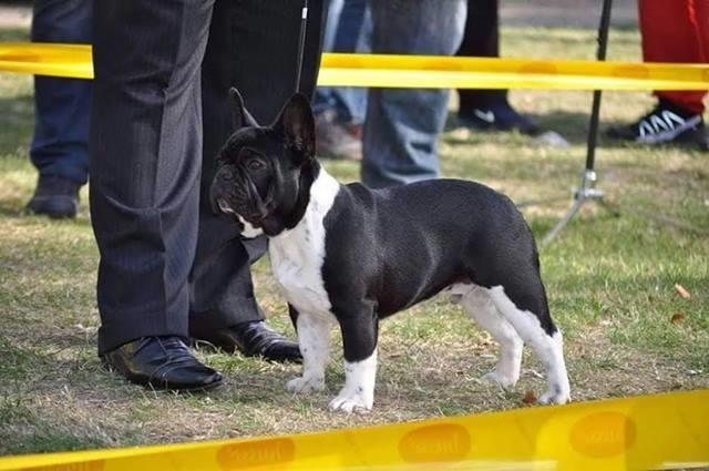 Francuski buldog 