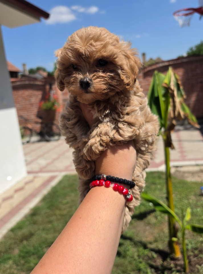 Maltipoo-bebe