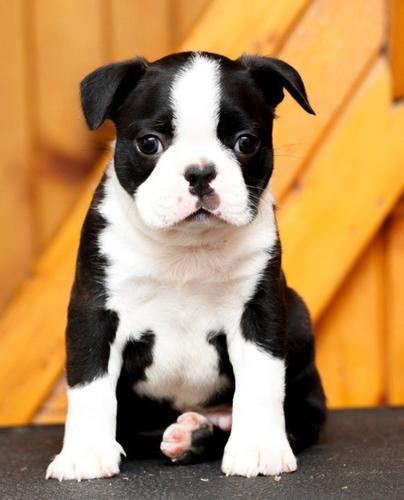Boston terrier stenci
