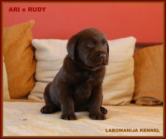 Labrador Retriver, čokoladni i crni štenci