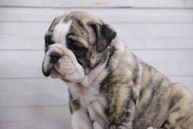 Engleski buldog 