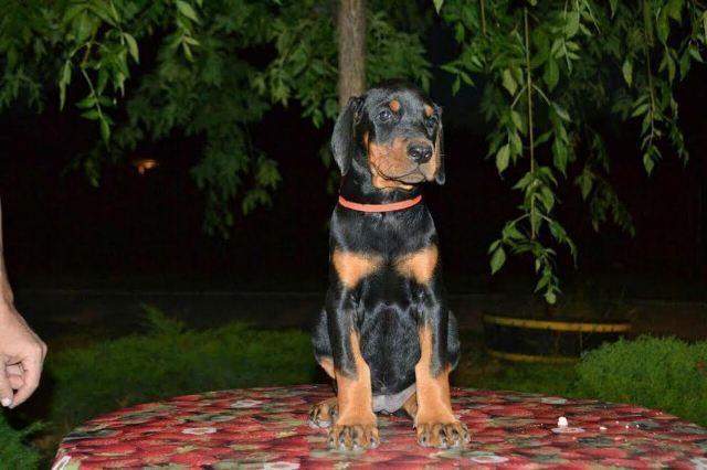  DOBERMAN štenad 