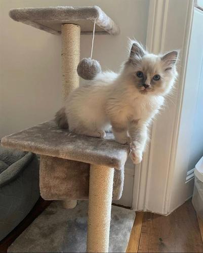 Ragdoll mačić